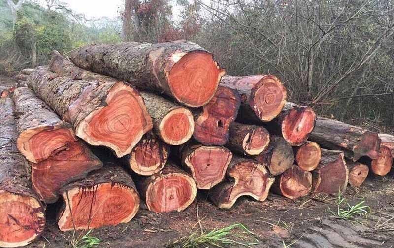 gỗ đinh hương, cây gỗ đinh hương