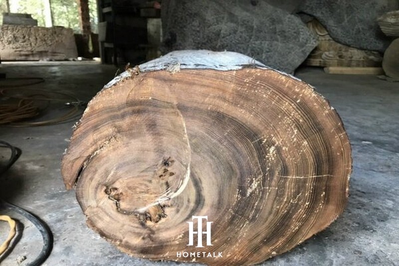 đặc điểm gỗ tùng