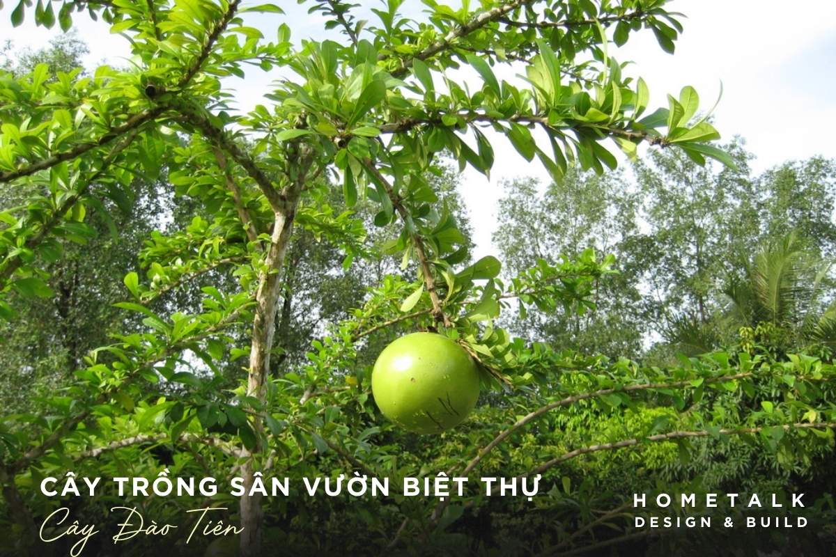 cay dao tien mang nhieu phuoc lanh tao binh an cho gia chu