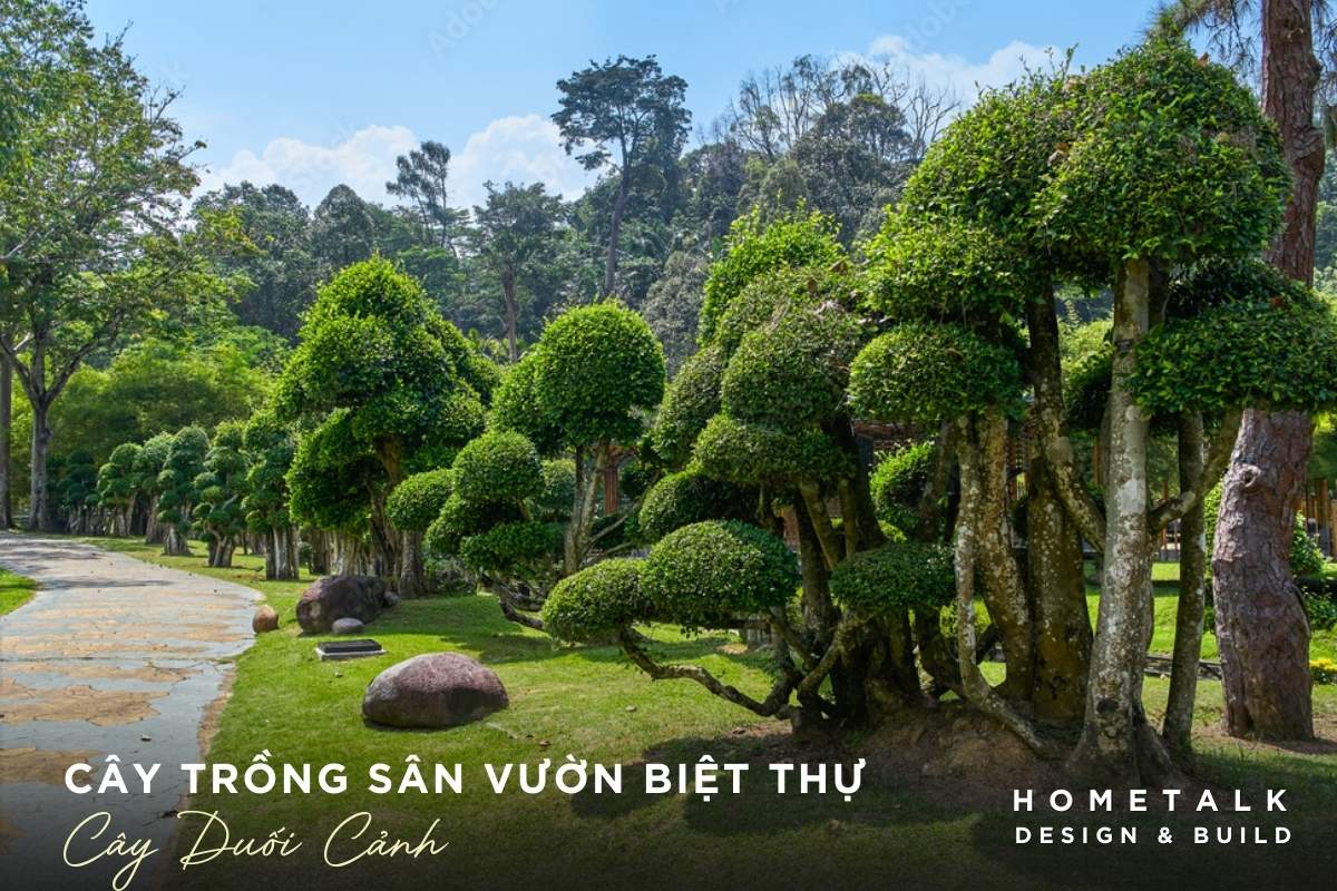 cay duoi canh tao dang bonsai duoc nhieu gia chu biet thu yeu thich