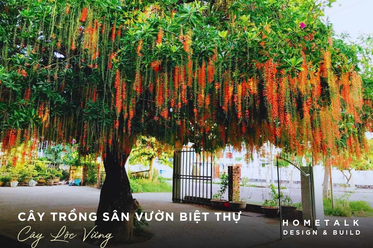 cay loc vung voi hoa mau do mang theo nhieu may man