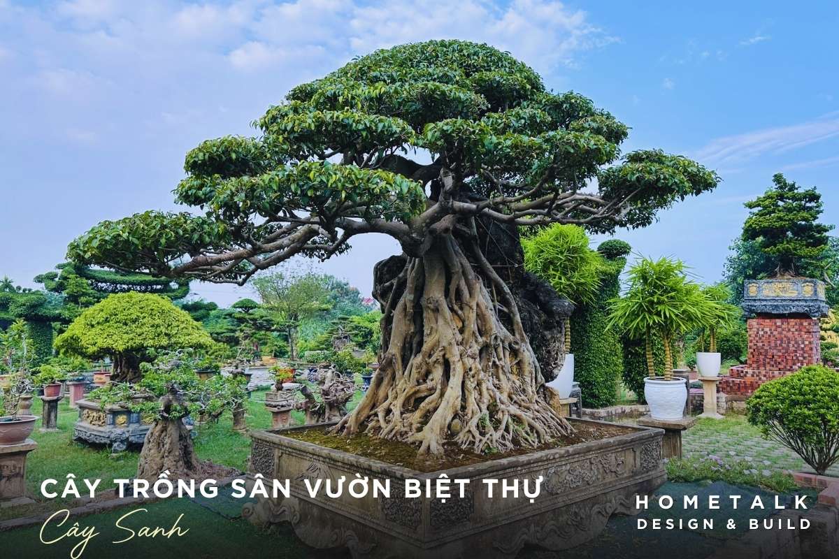 cay sanh la mot trong cac loai cay canh nhiet doi co kieu bonsai dep mat