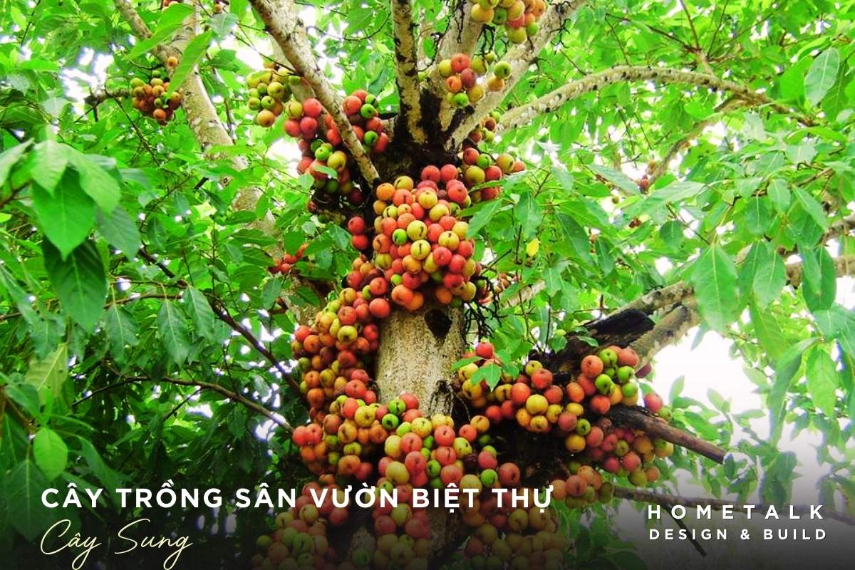 cay sung la bieu tuong cho cuoc song sung tuc am em no du