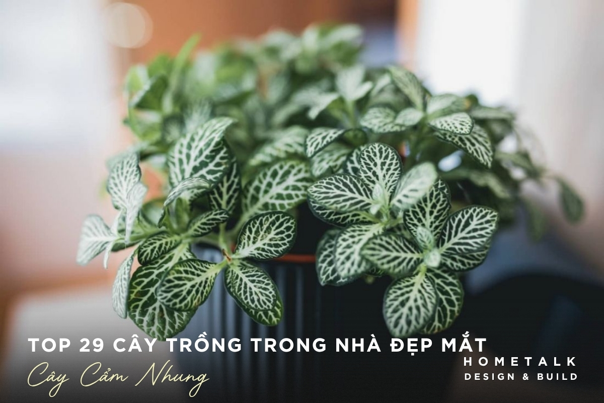Cây cẩm nhung gân lá nổi bật cho bàn và kệ trang trí Cay cam nhung gan la noi bat cho ban va ke trang tri