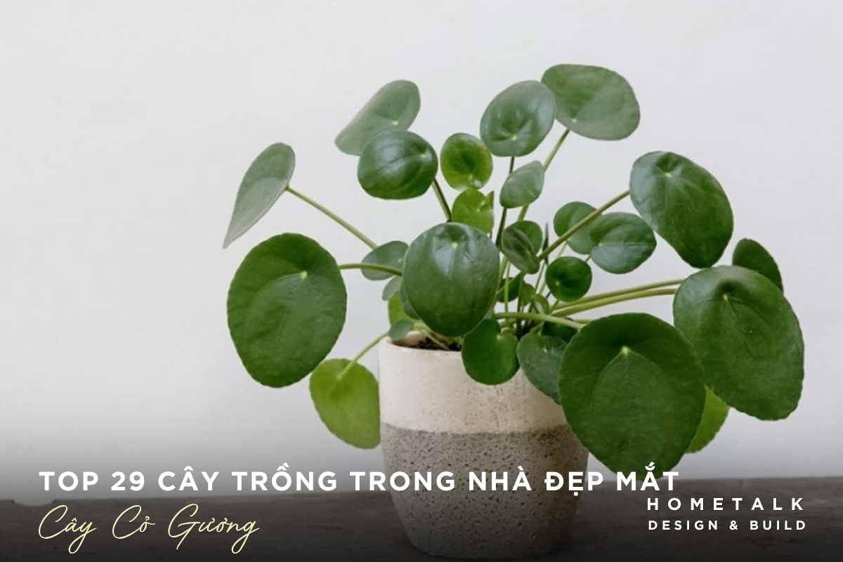 Top 29 cây trồng trong nhà dễ chăm, giúp thanh lọc không khí và làm đẹp không gian 23 Cay co guong la tron tao net nhe nhang cho goc noi that