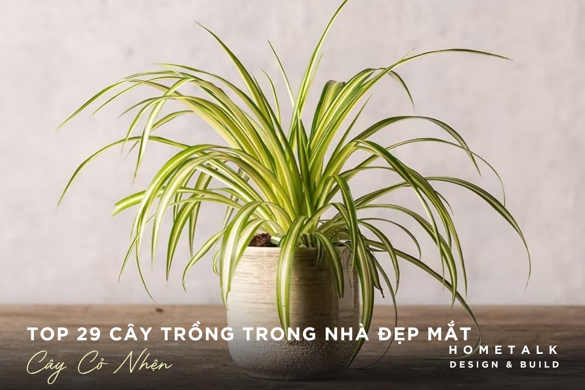 Cây cỏ nhện lá rủ mềm tạo mảng xanh cho góc nhỏ Cay co nhen la ru mem tao mang xanh cho goc nho
