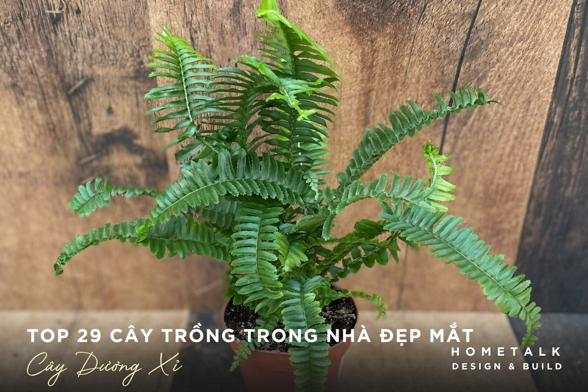 Cây dương xỉ tán mềm tạo cảm giác xanh mát cho nội thất Cay duong xi tan mem tao cam giac xanh mat cho noi that