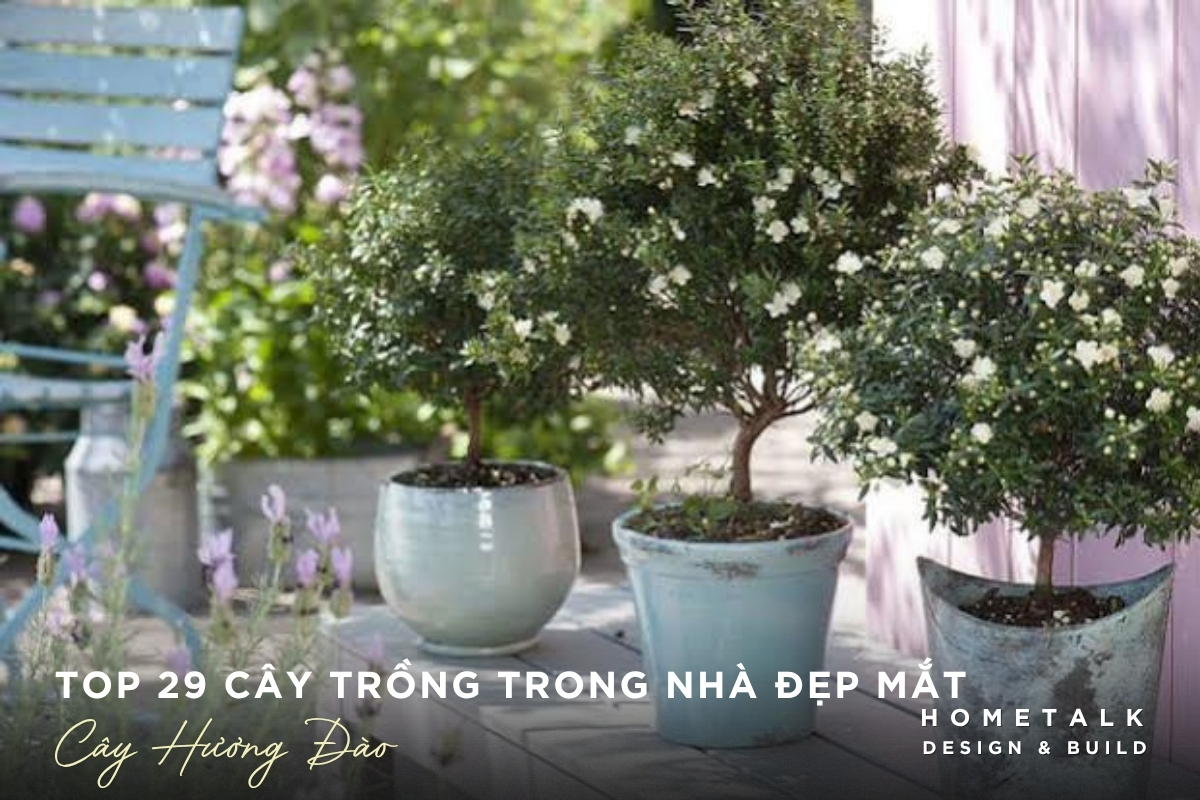 Cây hương đào xanh mộc mạc cho không gian nhiều ánh sáng Cay huong dao xanh moc mac cho khong gian nhieu anh sang
