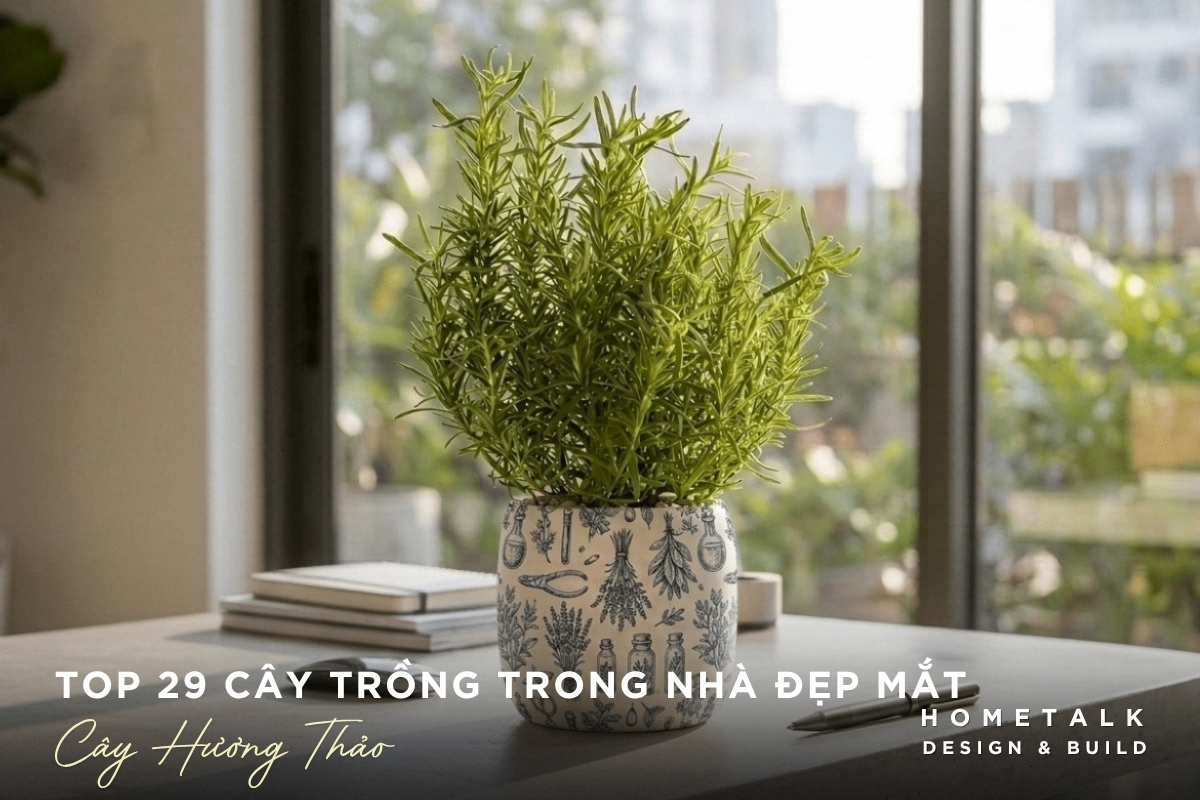 Cây hương thảo dáng gọn phù hợp góc bếp nhiều ánh sáng Cay huong thao dang gon phu hop goc bep nhieu anh sang