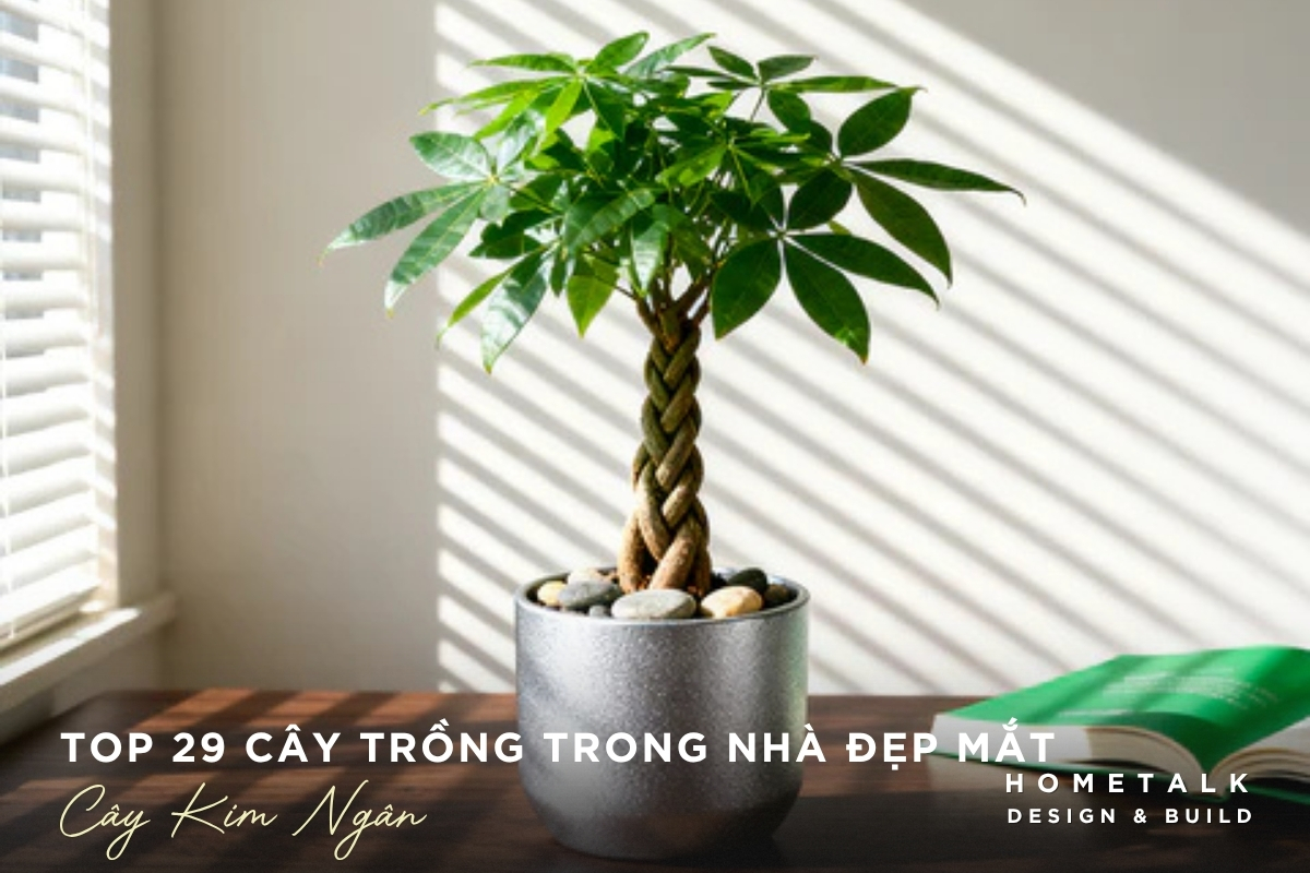 Top 29 cây trồng trong nhà dễ chăm, giúp thanh lọc không khí và làm đẹp không gian 16 Cay kim ngan trong trong nha tao diem nhan xanh thanh thoat cho noi that