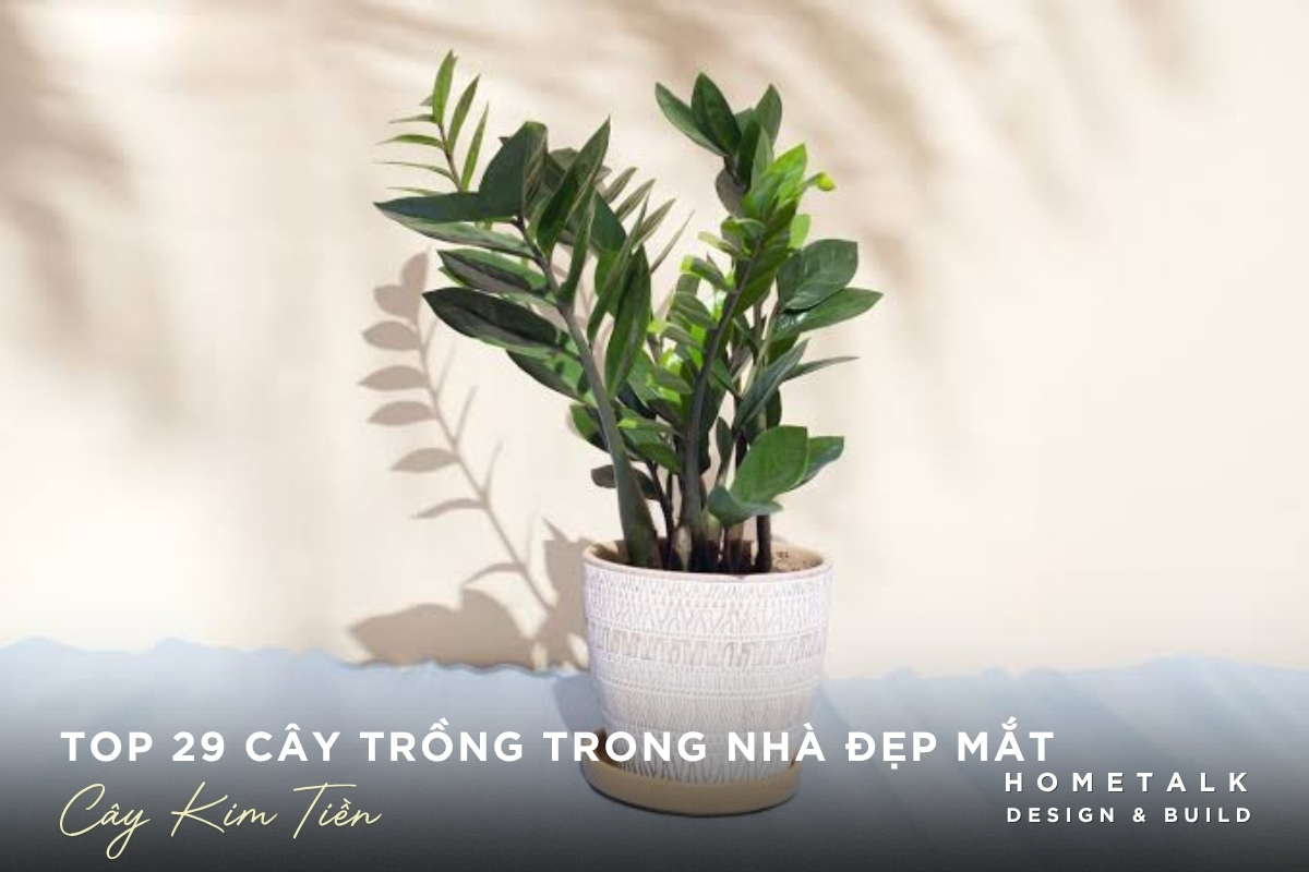 Cây kim tiền trồng trong nhà dáng gọn, dễ tạo điểm nhấn cho nội thất Cay kim tien trong trong nha dang gon, de tao diem nhan cho noi that