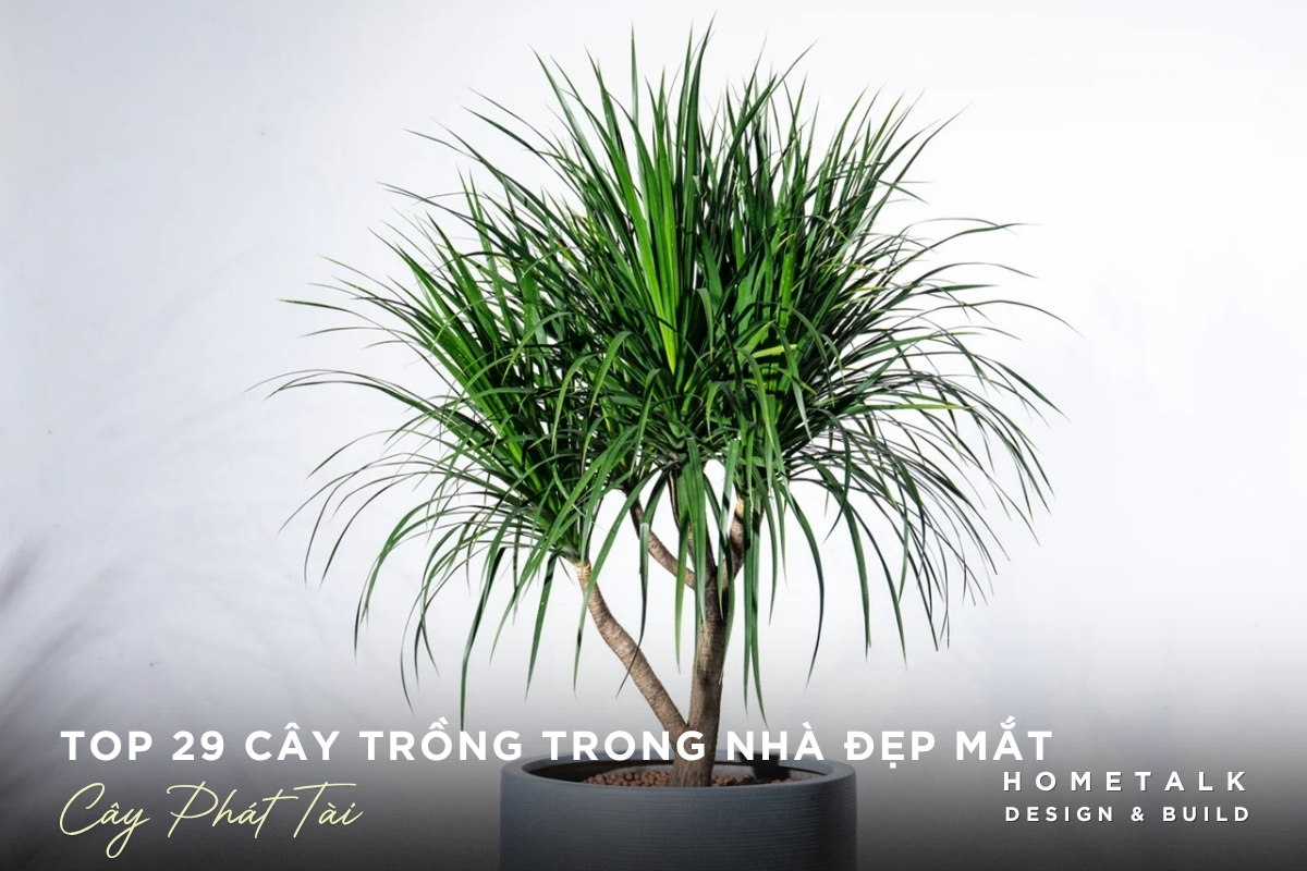 Top 29 cây trồng trong nhà dễ chăm, giúp thanh lọc không khí và làm đẹp không gian 19 Cay phat tai dang gon de bo tri trong khong gian noi that