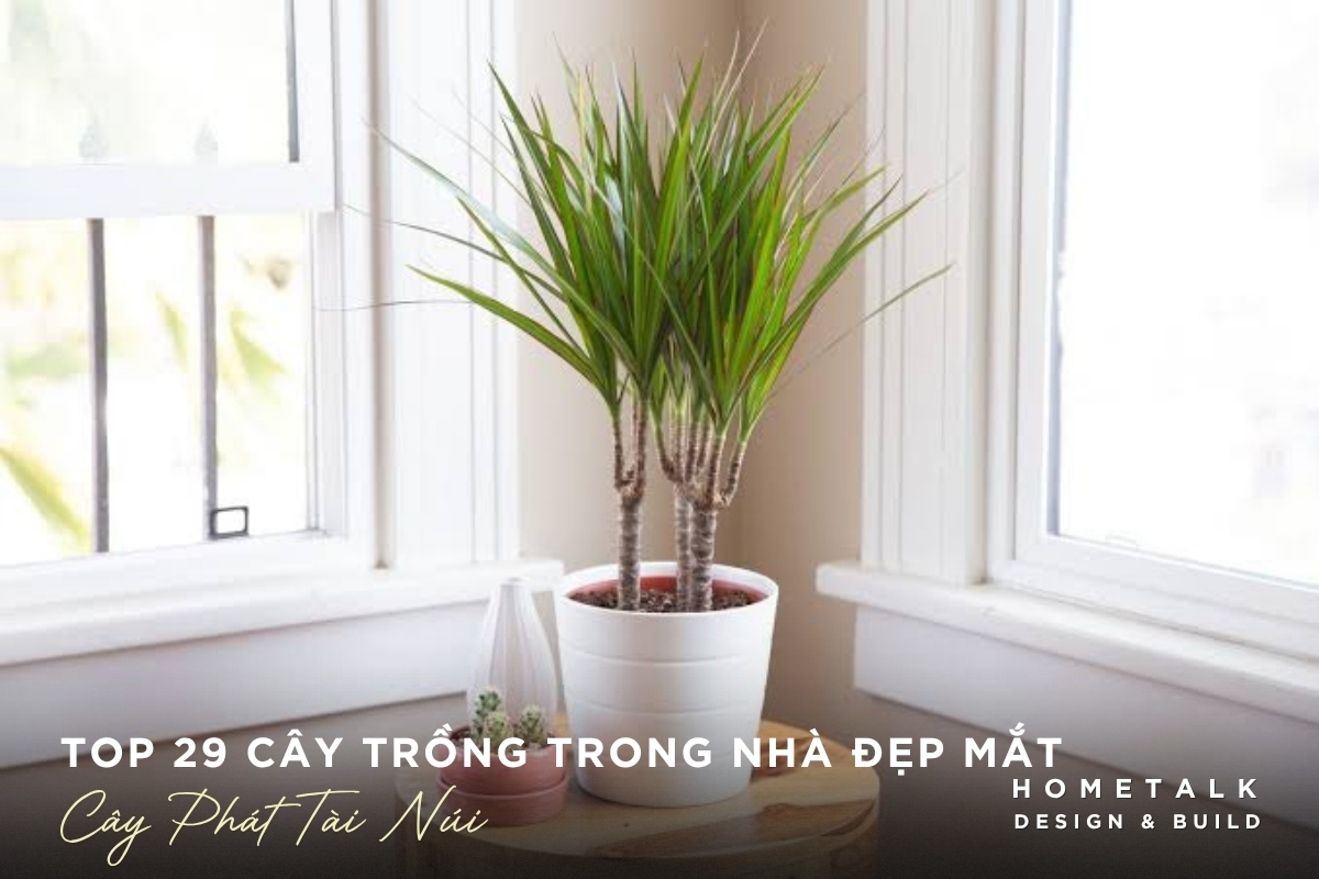 Top 29 cây trồng trong nhà dễ chăm, giúp thanh lọc không khí và làm đẹp không gian 20 Cay phat tai nui dang cao tao diem nhan cho phong khach
