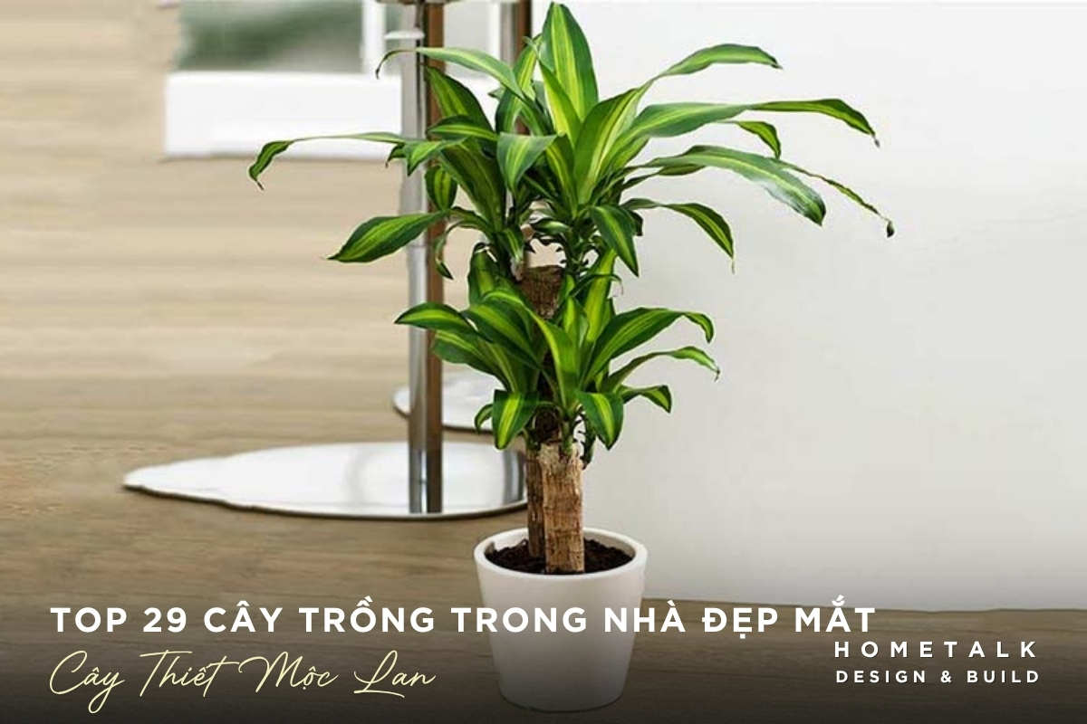Top 29 cây trồng trong nhà dễ chăm, giúp thanh lọc không khí và làm đẹp không gian 21 Cay thiet moc lan dang cao phu hop goc phong va sanh
