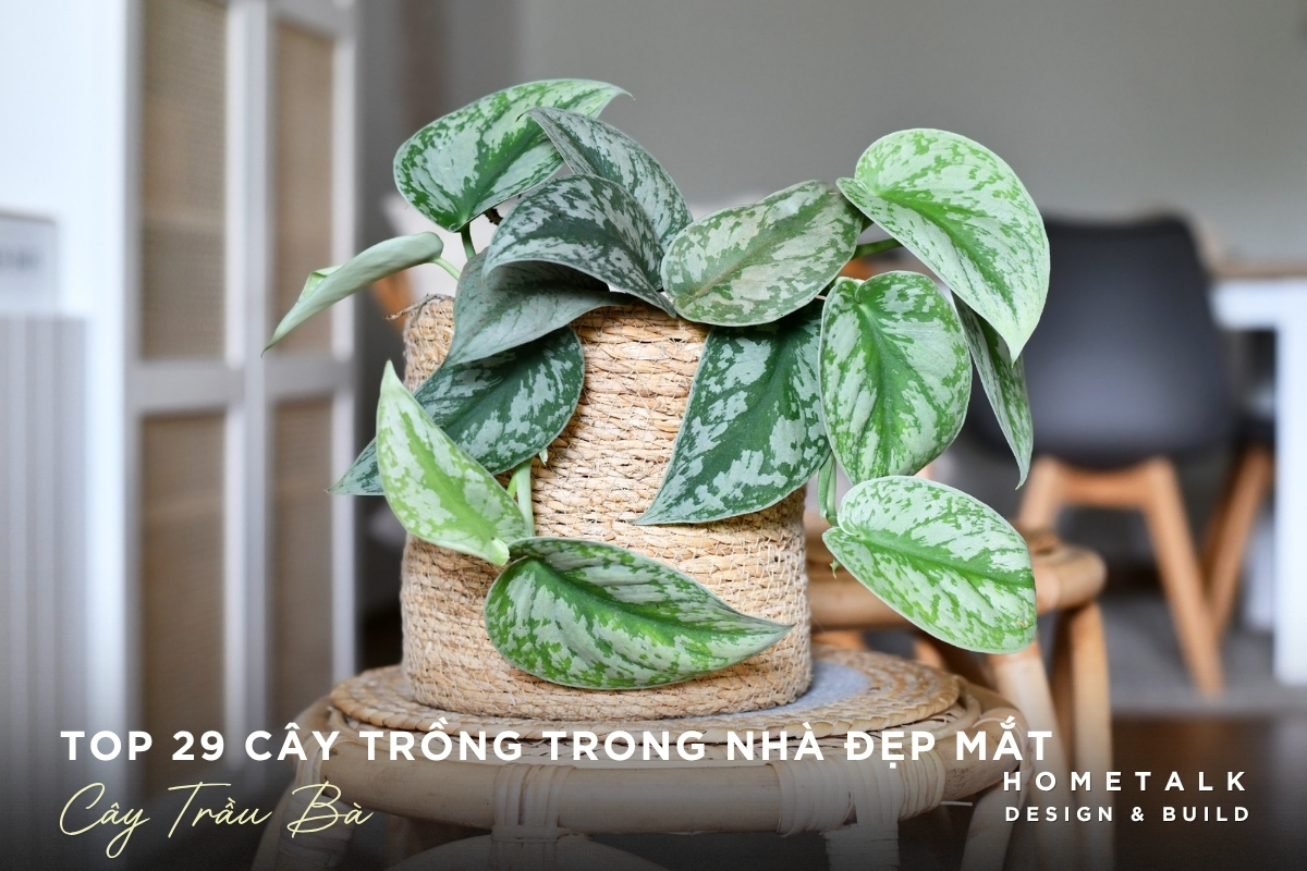 Cây trầu bà trồng trong nhà tạo mảng xanh mềm mại cho không gian nội thất Cay trau ba trong trong nha tao mang xanh mem mai cho khong gian noi that