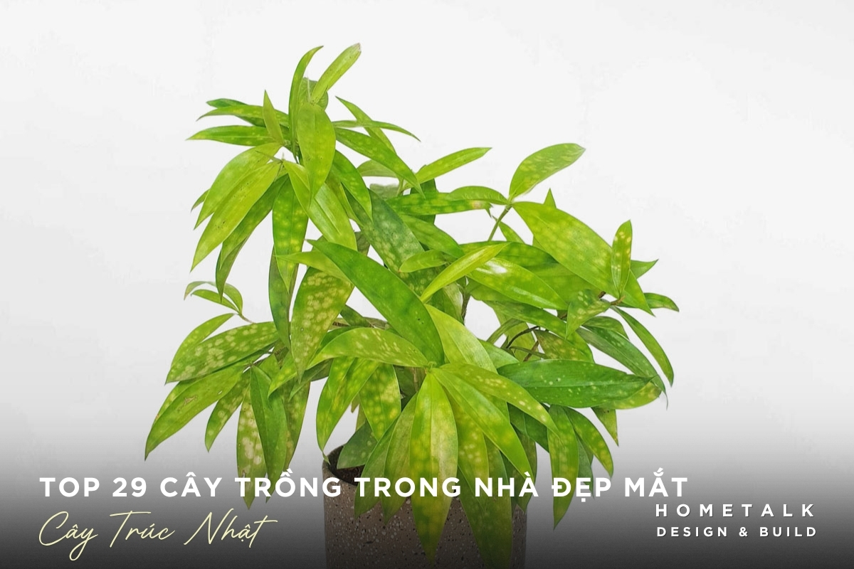 Cây trúc Nhật dáng thanh tạo chiều cao cho không gian nội thất Cay truc Nhat dang thanh tao chieu cao cho khong gian noi that