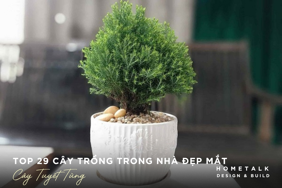 Top 29 cây trồng trong nhà dễ chăm, giúp thanh lọc không khí và làm đẹp không gian 15 Cay tuyet tung trong trong nha tao diem nhan xanh cho khong gian sang