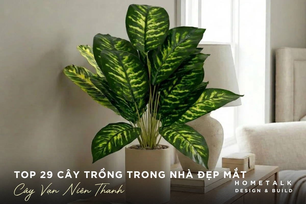 Cây vạn niên thanh lá xanh nổi bật cho góc phòng trong nhà Cay van nien thanh la xanh noi bat cho goc phong trong nha
