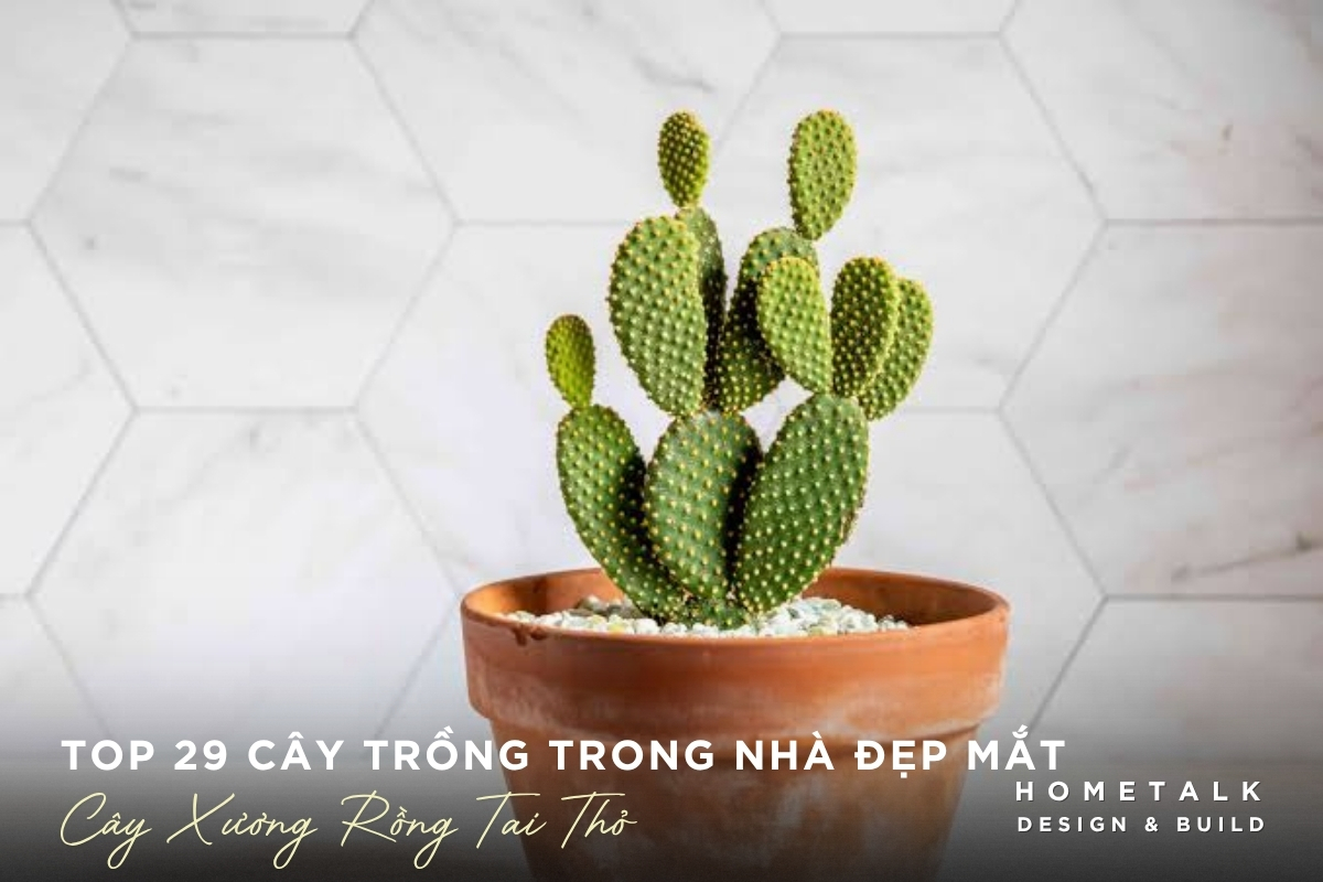 Cây xương rồng tai thỏ nhỏ gọn cho góc nội thất nhiều sáng Cay xuong rong tai tho nho gon cho goc noi that nhieu sang