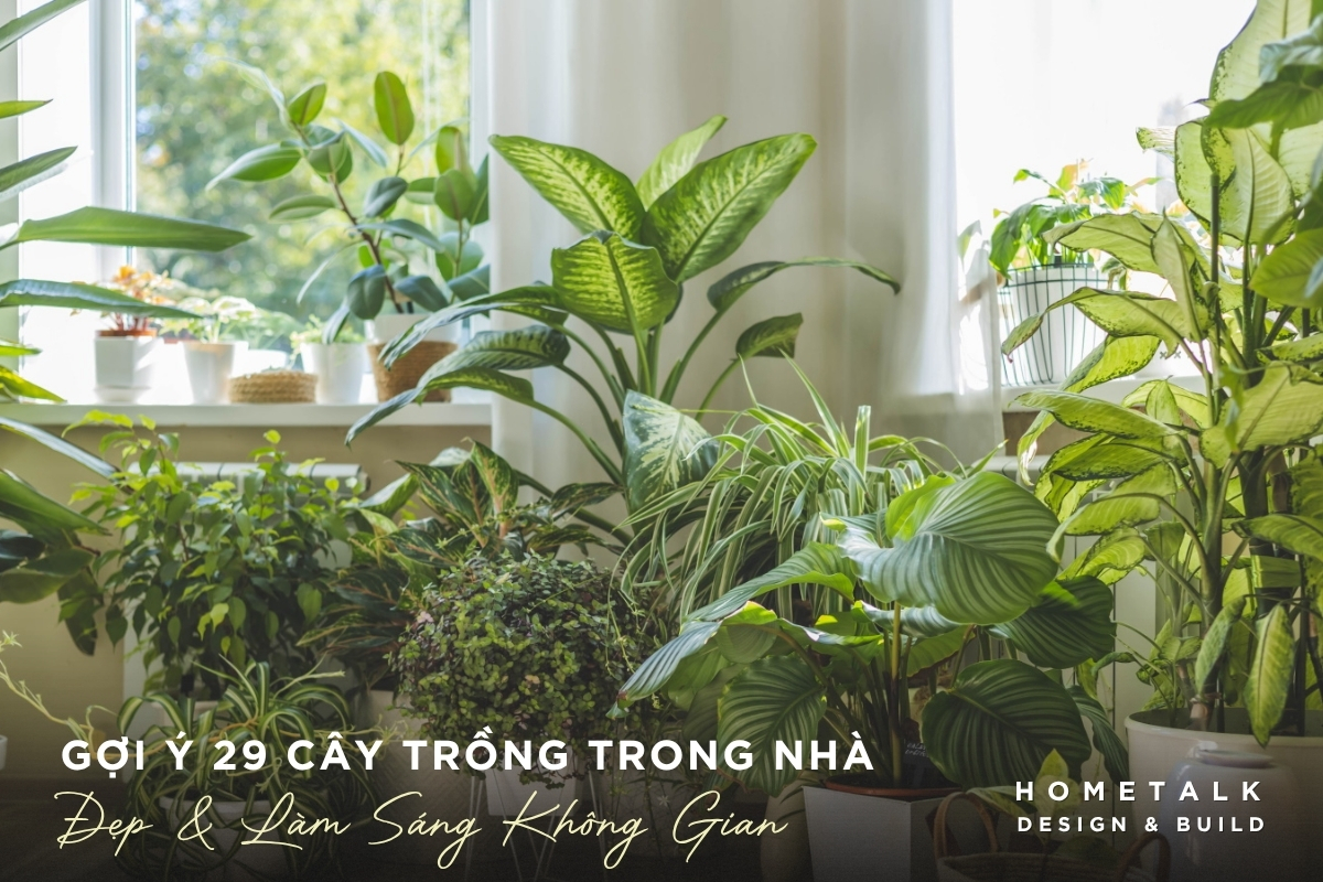Gợi ý 29 loại cây trồng trong nhà đẹp dễ chăm và phù hợp nhiều không gian Goi y 29 loai cay trong trong nha dep de cham va phu hop nhieu khong gian