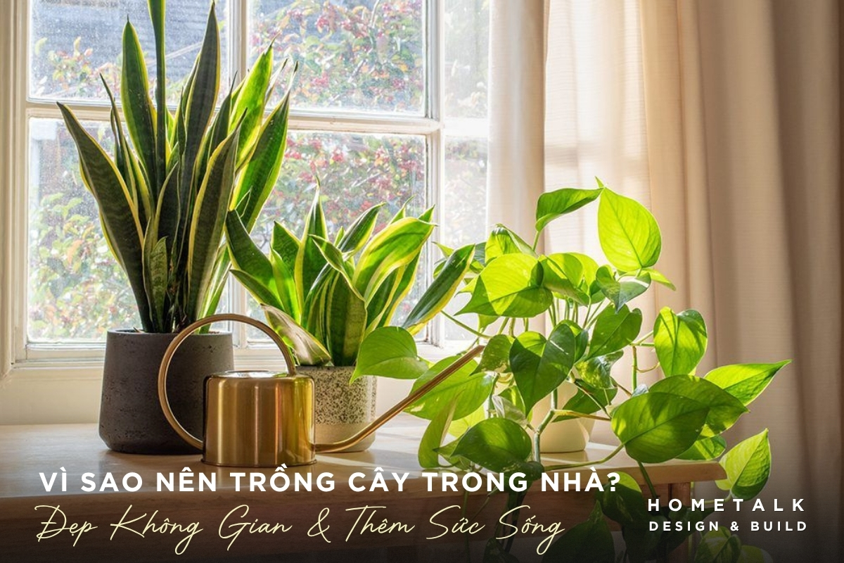 Lợi ích của cây trồng trong nhà đối với không gian sống và gia chủ Loi ich cua cay trong trong nha doi voi khong gian song va gia chu