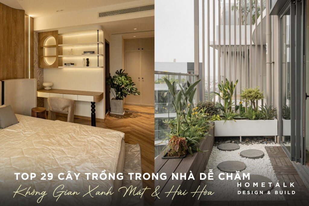 Top 29 cay trong trong nha de cham giup khong gian xanh mat va hai hoa